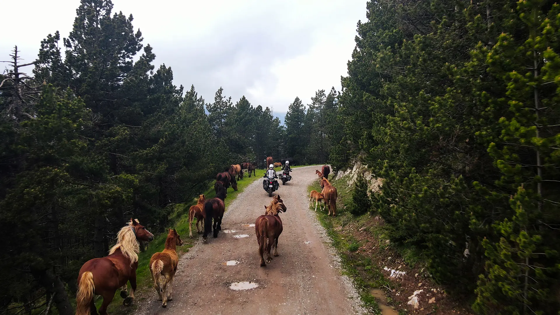 Groupe de motards croisant un troupeau de chevaux et un poulain sur une piste pyrénéenne.